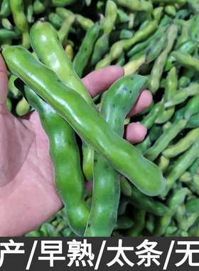 新款 狗爪豆种子猫耳豆狗仔豆狗爪豆种子虎老豆虎爪豆种猫爪豆狗