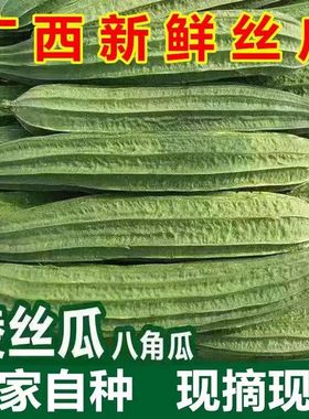 广西新鲜棱角丝瓜八角瓜现摘大肉绿油丝瓜清甜当季蔬菜5斤整箱