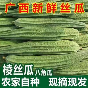 蔬菜5斤整箱 广西新鲜棱角丝瓜八角瓜现摘大肉绿油丝瓜清甜当季