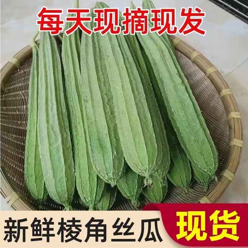 广西新鲜棱角丝瓜现摘大肉八角丝瓜清甜农家当季露天便宜蔬菜水瓜