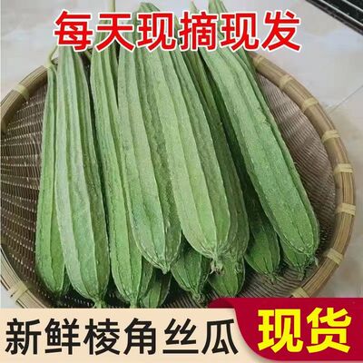 广西新鲜棱角丝瓜蔬菜新鲜水瓜