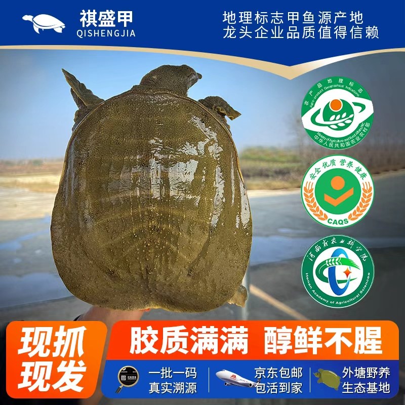 [特级公甲鱼]鲜活潢川地标吊水瘦身生态中华鳖马蹄鳖水鱼生鲜