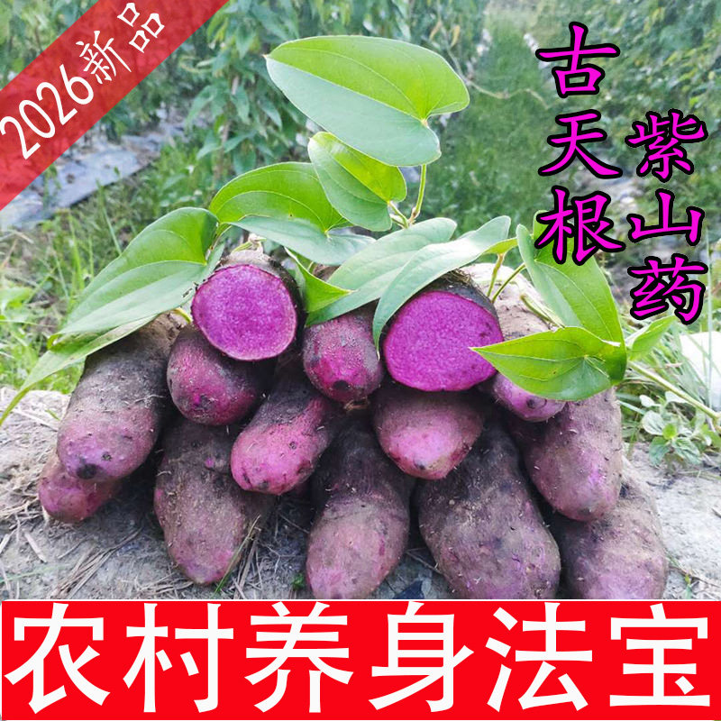 新鲜蔬菜紫山药古天根农民哥哥