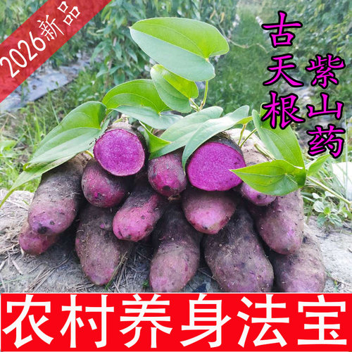 新鲜蔬菜紫山药古天根农民哥哥