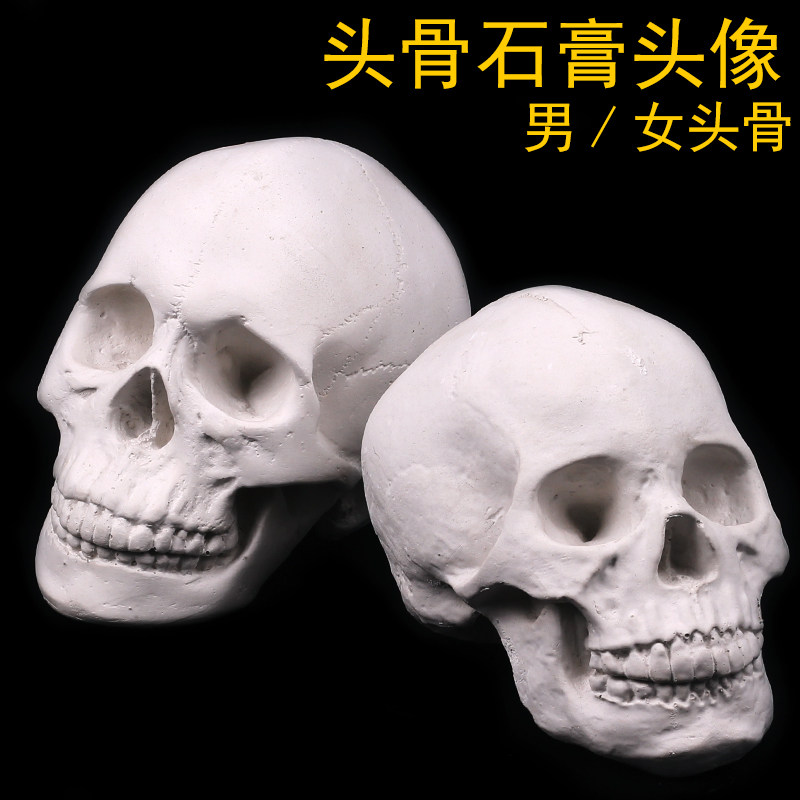 男女头素描头骨石膏像美术教具静物骷髅头人物像摆件大