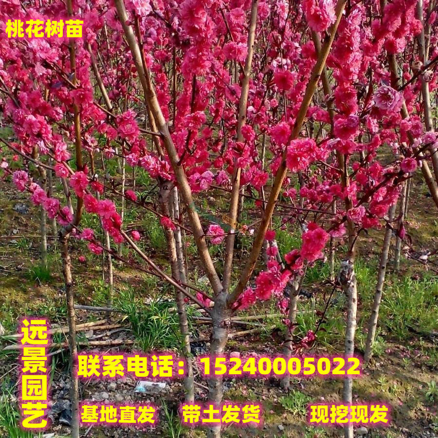 观赏桃花紫叶碧桃苗红叶碧桃菊花碧桃树苗庭院风景树景观绿化苗木