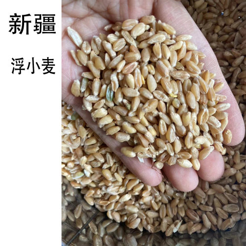 新疆瘪小麦浮小麦当季新货农家自种小麦冬麦浮小麦旱地小麦