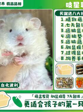 家养长毛金丝熊活物已打疫苗稀有卷毛黑火蜜波利纯银鸽灰肉桂仓鼠
