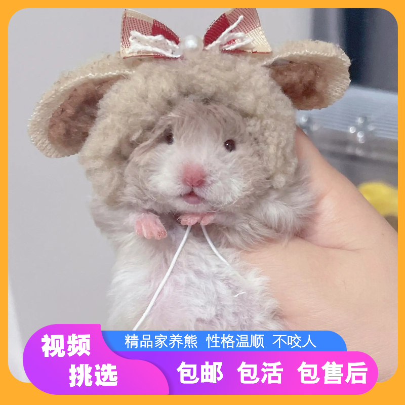 家养长毛金丝熊仓鼠活物已打疫苗精品卷毛眼线波利显斑鸽灰纯银