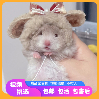 家养长毛金丝熊仓鼠活物已打疫苗精品卷毛眼线波利显斑鸽灰纯银