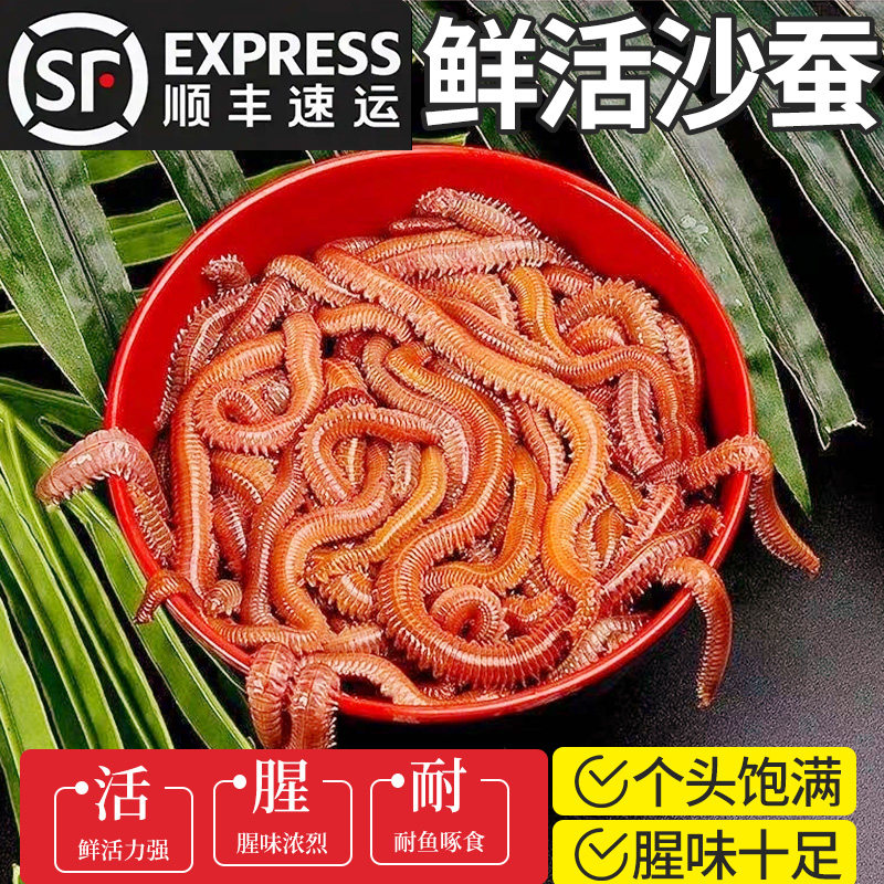 活沙蚕红青虫鲈鱼饵海蚂蝗海蜈蚣海钓鱼饵料沙蚕本地饵顺丰包邮