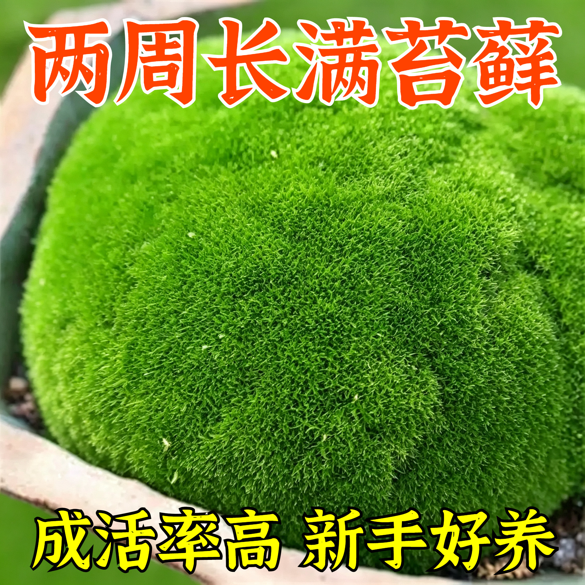 苔藓孢子粉鲜活青苔绿植地毯永生苔藓种子草籽吸水石微景观假山上