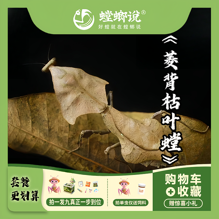 菱背枯叶螳螂枯叶螳螂宠物螳螂指尖宠物懒人宠物