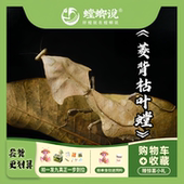 菱背枯叶螳螂枯叶螳螂观赏螳螂宠物螳螂指尖宠物桌面懒人宠物