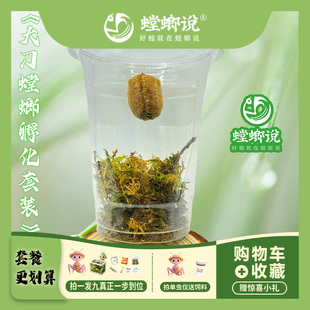 螳螂说大刀螳螂孵化体验套装