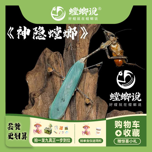 神隐螳螂观赏螳螂宠物螳螂指尖宠物懒人宠物桌面