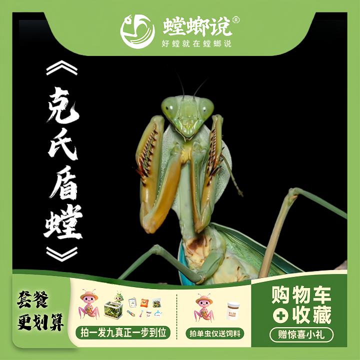 克盾螳螂观赏螳螂活体宠物指尖宠特色爬宠/鸣虫