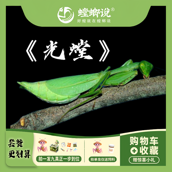 光螳迷你透翅巨凶猛小型螳螂好养耐活新品宠物