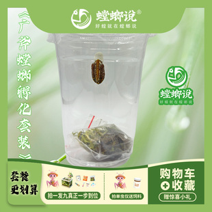 螳螂说广斧螳螂孵化体验套装