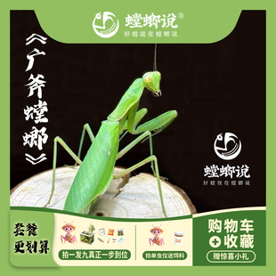 【包邮】广斧螳螂观赏螳螂指尖宠物螳螂宠物桌面懒人宠物活体