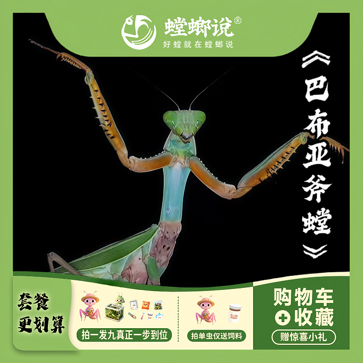 巴布亚斧螳大型螳螂凶猛宠物好养耐活研学观察