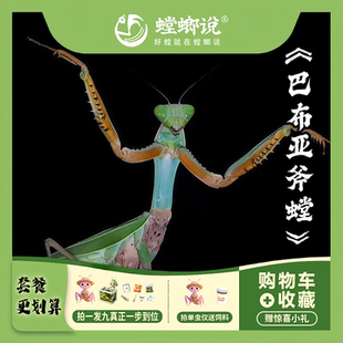 巴布亚斧螳大型螳螂凶猛宠物好养耐活研学观察