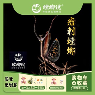 【包邮】瘤刺螳螂观赏螳螂活体宠物指尖宠物懒人宠物轻宠物