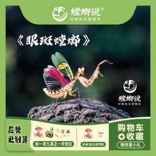 【包邮】眼斑螳螂观赏螳螂宠物螳螂指尖宠物懒人宠物桌面宠物