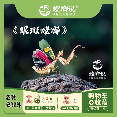 眼斑螳螂观赏宠物螳螂指尖宠物懒人宠物桌面宠物