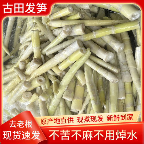 当季新鲜福建古田发笋咸哈笋闷咸笋小笋法笋滑笋春笋去壳手剥笋肉