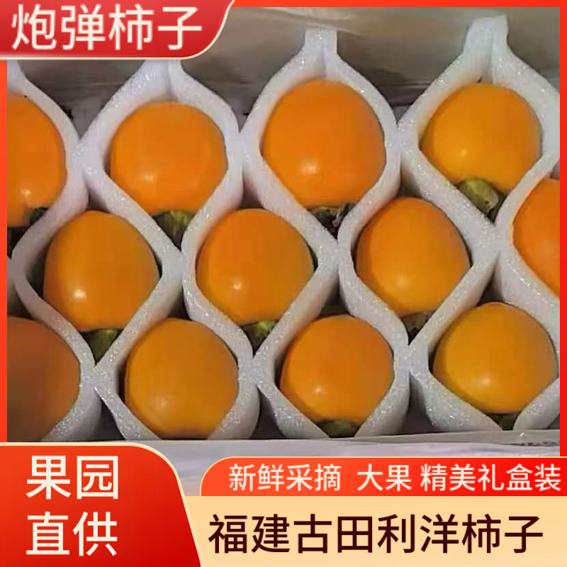 福建古田脆甜柿子新鲜现摘现发产地直供利洋炮弹柿子5斤礼盒装