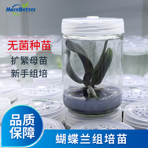 茉钡特实验室 蝴蝶兰精选组培苗 新手练苗转接