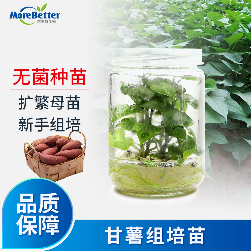 茉钡特甘薯红薯无菌组培苗瓶苗香薯种苗易存活根系发达可转接扩繁