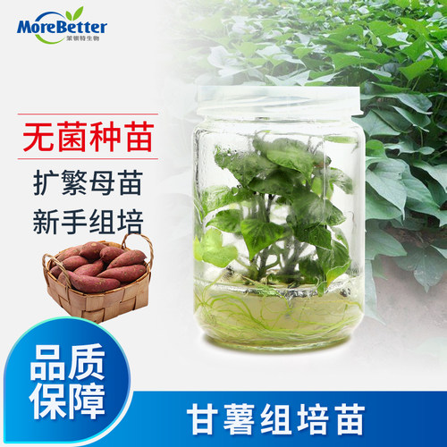 茉钡特甘薯红薯无菌组培苗瓶苗香薯种苗易存活根系发达可转接扩繁