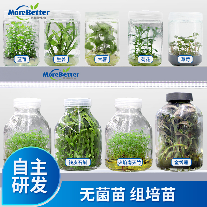 茉钡特各类组培瓶苗无菌苗母苗