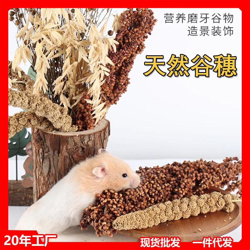 新谷穗小米穗天然麦穗仓鼠磨牙零食小宠物笼子造景谷物花草亚麻籽