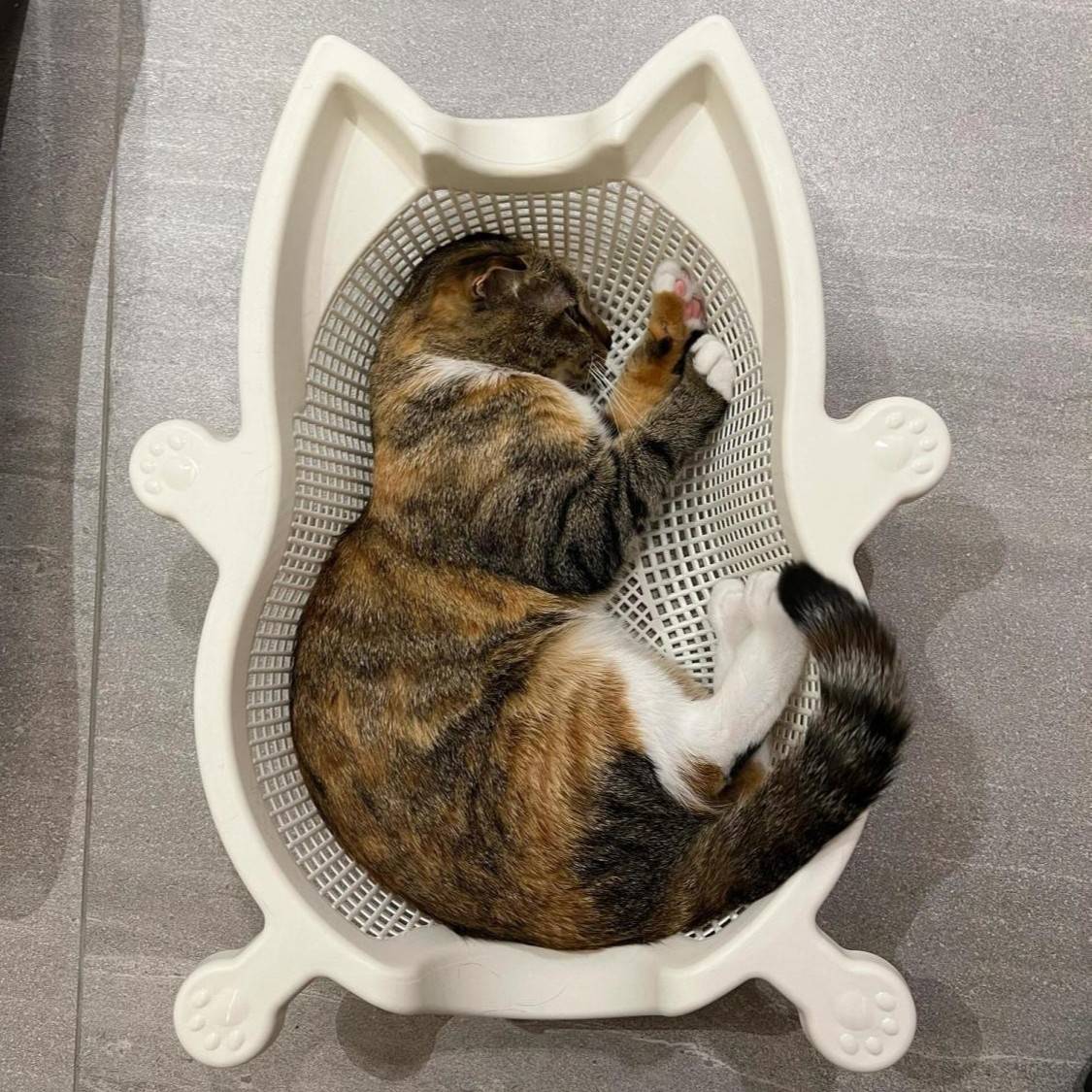 菜篮子猫窝夏季透气凉爽降温猫床加厚PP舒适耐抓垫子可水洗宠物窝