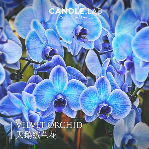 天鹅绒兰花DIY香薰蜡烛精油