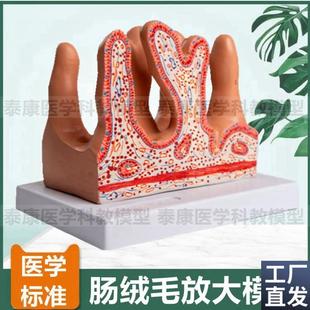 肠绒毛模型小肠空肠内q壁结构放大消化管壁医用教学生理课仪器实
