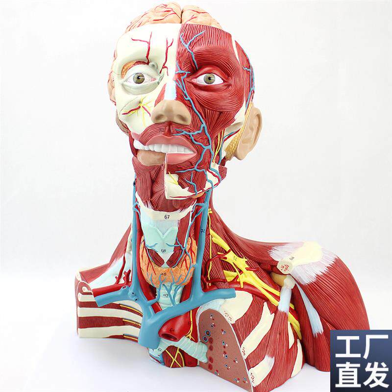 ENOVO颐诺医学人体头颈肌肉神经血管大脑模O型面部解剖美容麻醉科