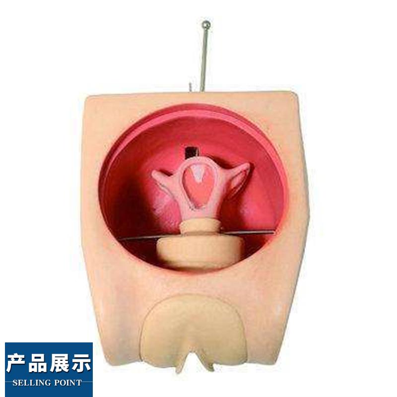 妇科技能训练检查计划生育教学育练习模型宫内避孕器上环取环模具