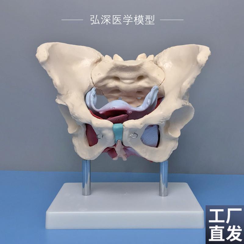 女性骨盆带盆底i肌肉模型子宫卵巢人体器官产后康复妇产科教学模