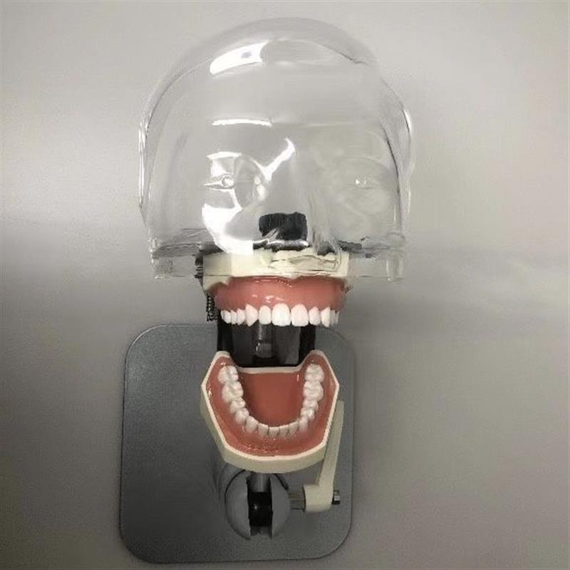仿真人教学头模牙科口腔仿头模考试器械离体牙模型可拆卸口腔头模