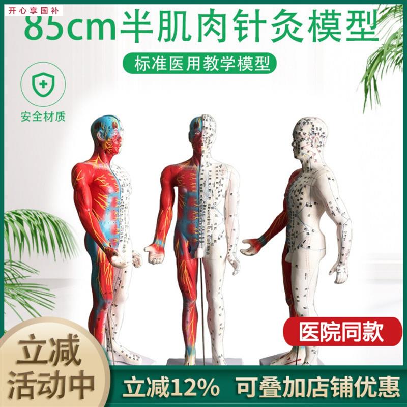超清晰85CM人体针灸模型半肌肉组织经a络穴位模型教学模型