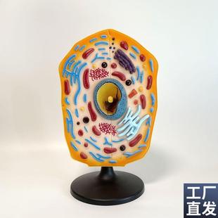 动物细胞模型细胞核中学教育装备生物实验器材W细胞膜细胞器