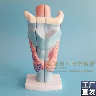 喉解剖模型喉头喉部o发音结构功能放大耳鼻喉科教学模型医学包邮