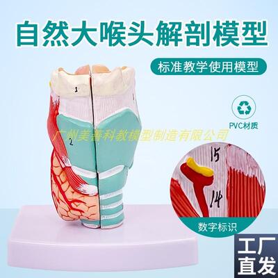 自然大喉头解f剖标本喉部血管甲状腺喉头医学人体喉肌喉软骨模型