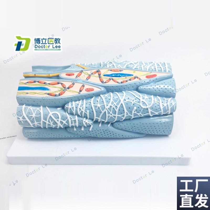 心肌组织模型心j肌细胞心肌工程微观模型心脏模型解剖放大模型