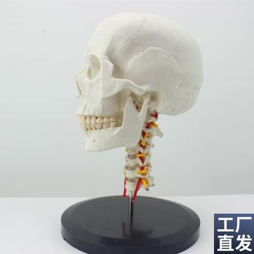 ENOVO颐诺人体头骨颅骨带颈椎模型头骨M模型颈动脉颈椎模型枕骨