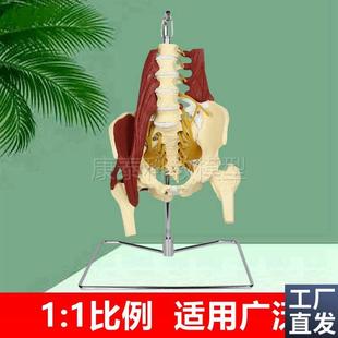 1比1人体腰f椎带肌肉模型椎间盘脊神经骨盆骶骨坐骨神经正骨康复